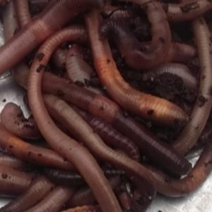50 LOB WORMS FOR FISHING - Leansmount Worms